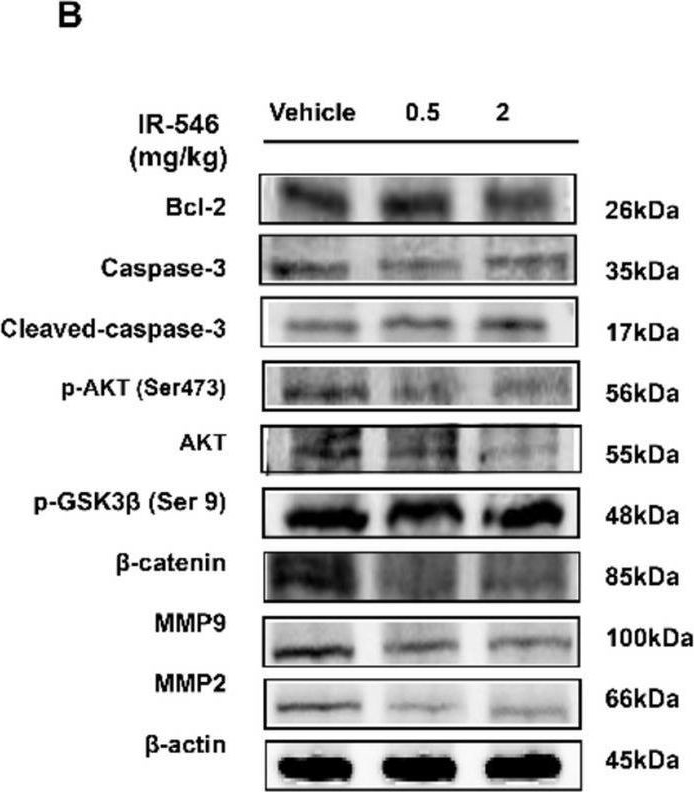 Fig.6.B showing Western Blotting in a Mus musculus (House mouse) sample from the publication: Novel NIR fluorescent probe IR-546 inhibits melanoma through the AKT/GSK3β/β-catenin pathway.