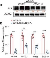 Fig.7.D showing Western Blotting from the publication: Mas Signaling Potentiates Neutrophil Extracellular Traps Formation Induced by Endothelial Cells Derived S1P in Mice with Acute Liver Failure.