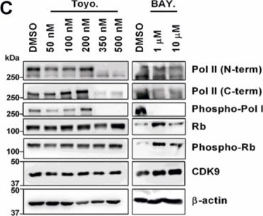 Fig.4.C showing Western Blotting from the publication: Selective CDK9 Inhibition by Natural Compound Toyocamycin in Cancer Cells.