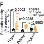 Fig.7.F from the publication: Aneurysm Is Restricted by CD34+ Cell-Formed Fibrous Collars Through the PDGFRb-PI3K Axis.