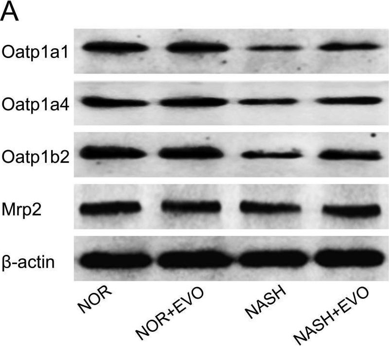 Fig.11.A showing Western Blotting in a Rattus norvegicus (Rat) sample from the publication: Evodiamine decreased the systemic exposure of pravastatin in non-alcoholic steatohepatitis rats due to the up-regulation of hepatic OATPs.