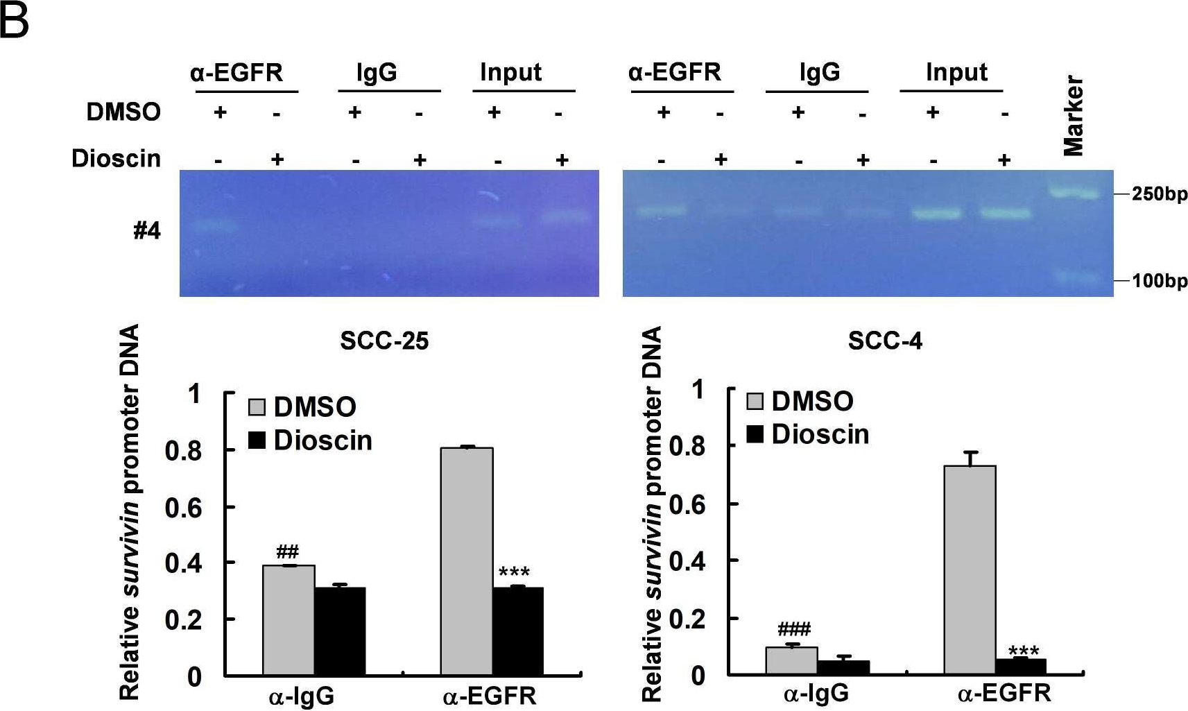 Fig.5.B from the publication: Dioscin inhibiting EGFR-mediated Survivin expression promotes apoptosis in oral squamous cell carcinoma cells.