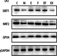 Fig.4.A showing Western Blotting in a Mus musculus (House mouse) sample from the publication: Electroacupuncture Pretreatment Ameliorates Perioperative Neurocognitive Disorder in Aged Mice by Inhibiting Ferroptosis Through the SIRT1/NRF2/GPX4 Pathway.