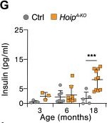 Fig.4.G showing Enzyme-linked immunosorbent assay from the publication: Linear ubiquitination prevents lipodystrophy and obesity-associated metabolic syndrome.