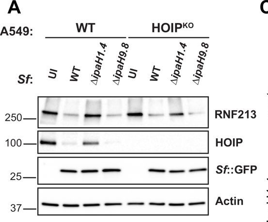 Fig.5.A showing Western Blotting from the publication: The Shigella flexneri effector IpaH1.4 facilitates RNF213 degradation and protects cytosolic bacteria against interferon-induced ubiquitylation.