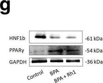 Fig.6.G showing Western Blotting from the publication: Gestational bisphenol A exposure induces fatty liver development in male offspring mice through the inhibition of HNF1b and upregulation of PPARγ.
