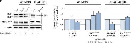 Fig.8.D showing Western Blotting in a Mus musculus (House mouse) sample from the publication: IKAROS is required for the measured response of NOTCH target genes upon external NOTCH signaling.