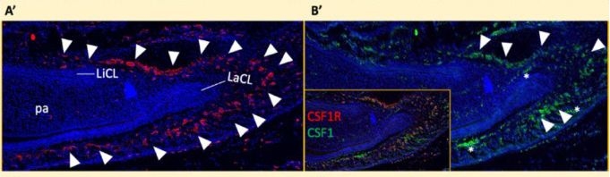 Fig.3.A showing Immunohistochemistry-immunofluorescence from the publication: Expression and Role of Colony Stimulating Factor 1 Receptor During Odontogenesis.