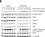 Fig.5.E showing Western Blotting in a Homo sapiens (Human) sample from the publication: SNX27 links DGKζ to the control of transcriptional and metabolic programs in T lymphocytes.