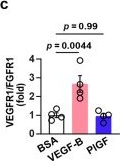 Fig.2.C from the publication: VEGF-B prevents excessive angiogenesis by inhibiting FGF2/FGFR1 pathway.
