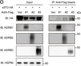 Fig.6.O showing Western Blotting in a Homo sapiens (Human) sample from the publication: WAT-to-BAT communication facilitates the sustained activation of BAT thermogenesis during cold exposure.