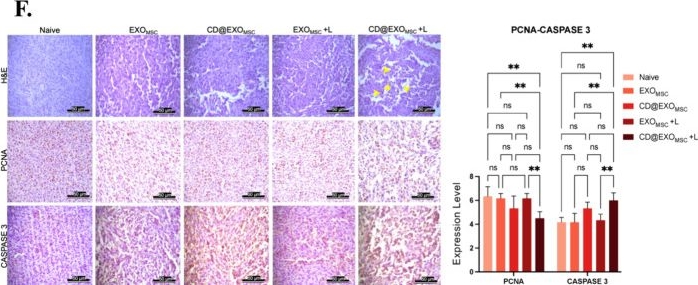 Fig.5.F showing Immunohistochemistry from the publication: Cell-Driven Encapsulation of Chlorophyllin-Based Carbon Dots within Exosomes for Enhanced Photodynamic Therapy: miRNA Profiling Reveals Mechanistic Insights.