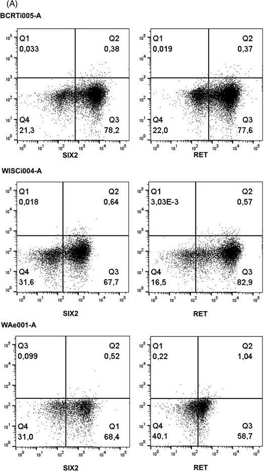Fig.2.A showing Flow cytometry/Cell sorting in a Homo sapiens (Human) sample from the publication: Functional differentiation and scalable production of renal proximal tubular epithelial cells from human pluripotent stem cells in a dynamic culture system.