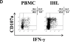 Fig.7.D showing Flow cytometry/Cell sorting from the publication: NK cell isolation from liver biopsies: phenotypic and functional analysis of low cell numbers by flow cytometry.