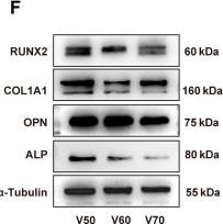 Fig.3.F showing Western Blotting in a Mus musculus (House mouse) sample from the publication: Trabecular-Like Scaffold Dictates Osteogenesis via Fluid Shear Stress-Induced Metabolic Reprogramming through the CAV1-HIF-1α Axis.