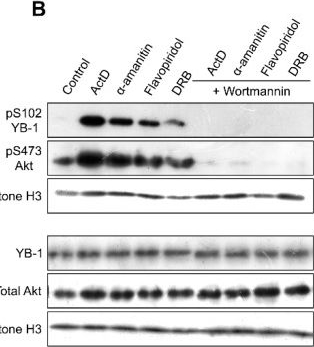 Fig.4.B showing Western Blotting in a Rattus norvegicus (Rat) sample from the publication: Inhibition of Transcription Induces Phosphorylation of YB-1 at Ser102 and Its Accumulation in the Nucleus.