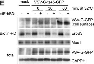 Fig.3.E showing Western Blotting from the publication: Loss of ErbB3 redirects Integrin β1 from early endosomal recycling to secretion in extracellular vesicles.
