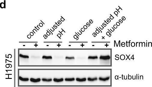Fig.4.D showing Western Blotting in a Homo sapiens (Human) sample from the publication: Cancer cell specific inhibition of Wnt/β-catenin signaling by forced intracellular acidification.