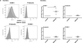 Fig.5.A showing Flow cytometry/Cell sorting in a Homo sapiens (Human) sample from the publication: TRPV4 channel activation induces the transition of venous and arterial endothelial cells toward a pro-inflammatory phenotype.