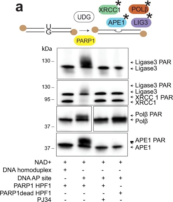 Fig.2.A showing Western Blotting from the publication: Covalent PARylation of DNA base excision repair proteins regulates DNA demethylation.