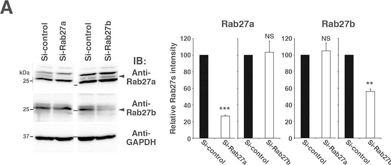 Fig.4.A showing Western Blotting in a Rattus norvegicus (Rat) sample from the publication: Mast cell degranulation is negatively regulated by the Munc13-4-binding small-guanosine triphosphatase Rab37.