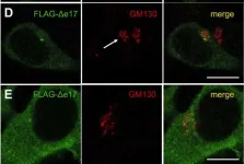 Fig.2.D showing Immunocytochemistry-immunofluorescence from the publication: An alternative splice isoform of mouse CDK5RAP2 induced cytoplasmic microtubule nucleation.