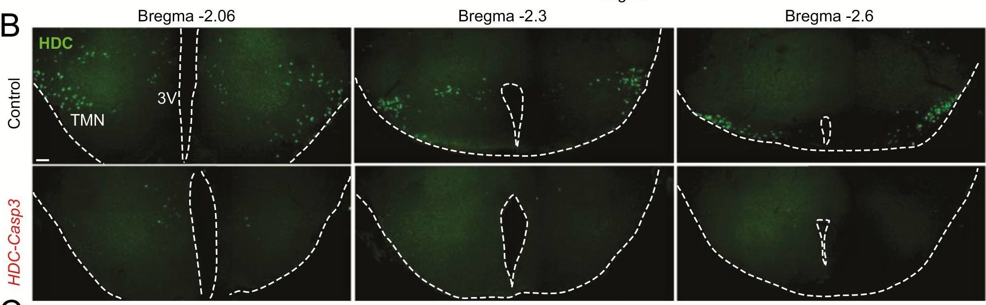 Genetic lesioning of histamine neurons increases sleep-wake fragmentation and reveals their contribution to modafinil-induced wakefulness.