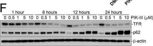 Fig.5.F showing Western Blotting from the publication: An iron-dependent metabolic vulnerability underlies VPS34-dependence in RKO cancer cells.