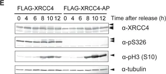 Fig.4.E showing Western Blotting in a Homo sapiens (Human) sample from the publication: Canonical non-homologous end joining in mitosis induces genome instability and is suppressed by M-phase-specific phosphorylation of XRCC4.