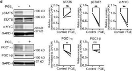 ma5ページ Phospho-Stat5 (Tyr694) Antibody | Cell Signaling Technology