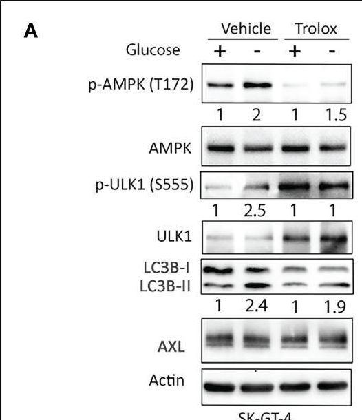 Fig.3.A showing Western Blotting in a Homo sapiens (Human) sample from the publication: AXL Promotes Metformin-Induced Apoptosis Through Mediation of Autophagy by Activating ROS-AMPK-ULK1 Signaling in Human Esophageal Adenocarcinoma.
