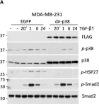 Fig.1.A showing Western Blotting from the publication: Tumor p38MAPK signaling enhances breast carcinoma vascularization and growth by promoting expression and deposition of pro-tumorigenic factors.