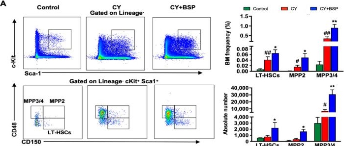 Fig.2.A showing Flow cytometry/Cell sorting in a Mus musculus (House mouse) sample from the publication: Bletilla Striata Polysaccharide Alleviates Neutropenia by Promoting C/EBPε-Dependent Hematopoietic Reconstitution.