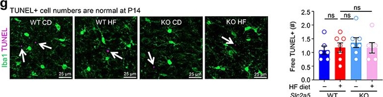 Fig.4.G showing Immunohistochemistry-immunofluorescence in a Mus musculus (House mouse) sample from the publication: Early life high fructose impairs microglial phagocytosis and neurodevelopment.
