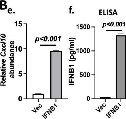 Fig.5.B showing Enzyme-linked immunosorbent assay from the publication: Cancer Cell-Intrinsic Type I Interferon Signaling Promotes Antitumor Immunity in Head and Neck Squamous Cell Carcinoma.