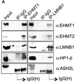Fig.1.A showing Western Blotting in a Homo sapiens (Human) sample from the publication: KMT1 family methyltransferases regulate heterochromatin-nuclear periphery tethering via histone and non-histone protein methylation.