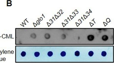 Fig.2.B showing Western Blotting from the publication: Saccharomyces cerevisiae DJ-1 paralogs maintain genome integrity through glycation repair of nucleic acids and proteins.
