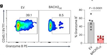 Fig.1.G showing Flow cytometry/Cell sorting in a Mus musculus (House mouse) sample from the publication: Fine-tuning BACH2 dosage balances stemness and effector function to enhance antitumor T cell therapy.