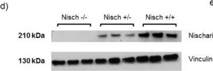 Fig.2.D showing Western Blotting from the publication: Nischarin Deletion Reduces Oxidative Metabolism and Overall ATP: A Study Using a Novel NISCHΔ5-6 Knockout Mouse Model.