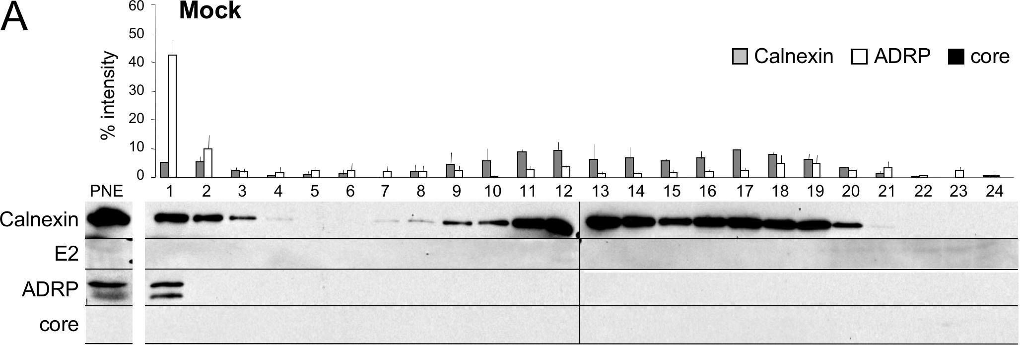 A concerted action of hepatitis C virus p7 and nonstructural protein 2 regulates core localization at the endoplasmic reticulum and virus assembly.