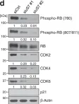 Fig.4.D showing Western Blotting from the publication: Stabilization of CDK6 by ribosomal protein uS7, a target protein of the natural product fucoxanthinol.