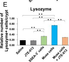 Fig.6.E from the publication: Stem Cell Therapy Using Bone Marrow-Derived Muse Cells Repairs Radiation-Induced Intestinal Injury Through Their Intestine-Homing via Sphingosine Monophosphate-Sphingosine Monophosphate Receptor 2 Interaction.