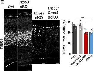 Fig.6.E showing Immunohistochemistry-immunofluorescence in a Mus musculus (House mouse) sample from the publication: mRNA stability fine-tunes gene expression in the developing cortex to control neurogenesis.