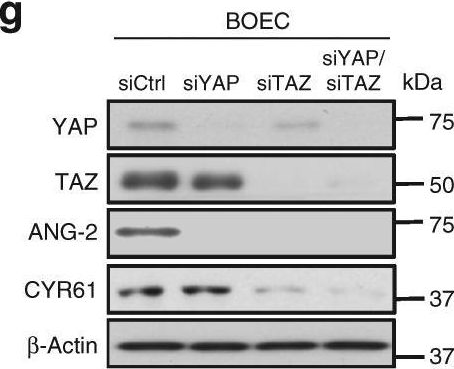 Fig.5.G showing Western Blotting from the publication: A LATS biosensor screen identifies VEGFR as a regulator of the Hippo pathway in angiogenesis.