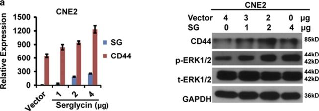 Fig.5.A showing Western Blotting in a Homo sapiens (Human) sample from the publication: Extracellular serglycin upregulates the CD44 receptor in an autocrine manner to maintain self-renewal in nasopharyngeal carcinoma cells by reciprocally activating the MAPK/β-catenin axis.