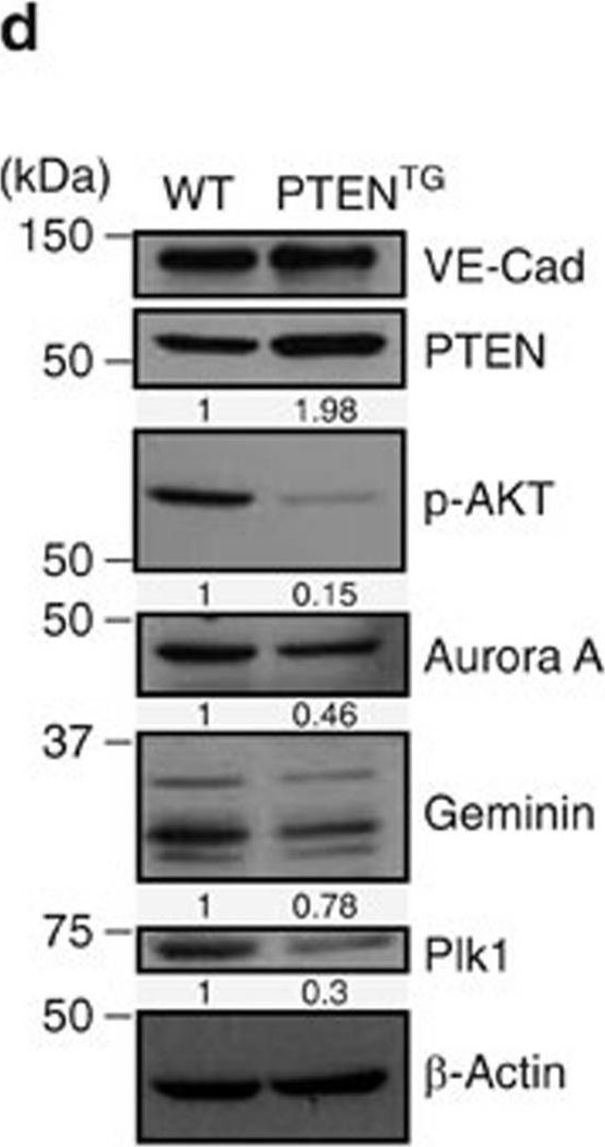 Fig.5.D showing Western Blotting from the publication: PTEN mediates Notch-dependent stalk cell arrest in angiogenesis.