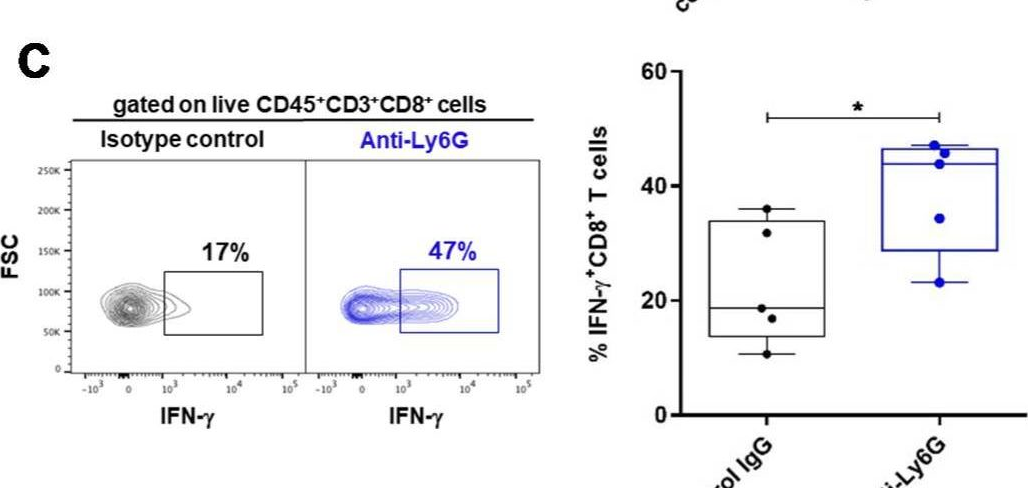 Fig.4.C showing Flow cytometry/Cell sorting from the publication: Tumor-Associated Neutrophils Dampen Adaptive Immunity and Promote Cutaneous Squamous Cell Carcinoma Development.