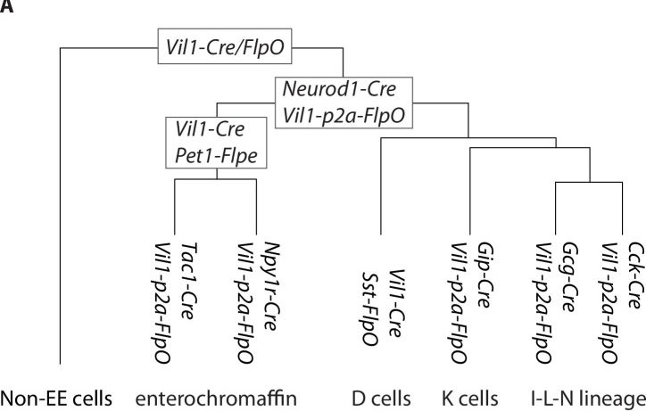 Fig.6.A from the publication: Enteroendocrine cell lineages that differentially control feeding and gut motility.