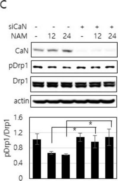 Fig.6.C showing Western Blotting from the publication: Nicotinamide Treatment Facilitates Mitochondrial Fission through Drp1 Activation Mediated by SIRT1-Induced Changes in Cellular Levels of cAMP and Ca2.