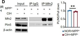 Fig.6.D showing Western Blotting from the publication: Chronic intermittent hypoxia increases Parkinson's disease susceptibility via PPARα-mediated lipid droplet-mitochondrial dysfunction.